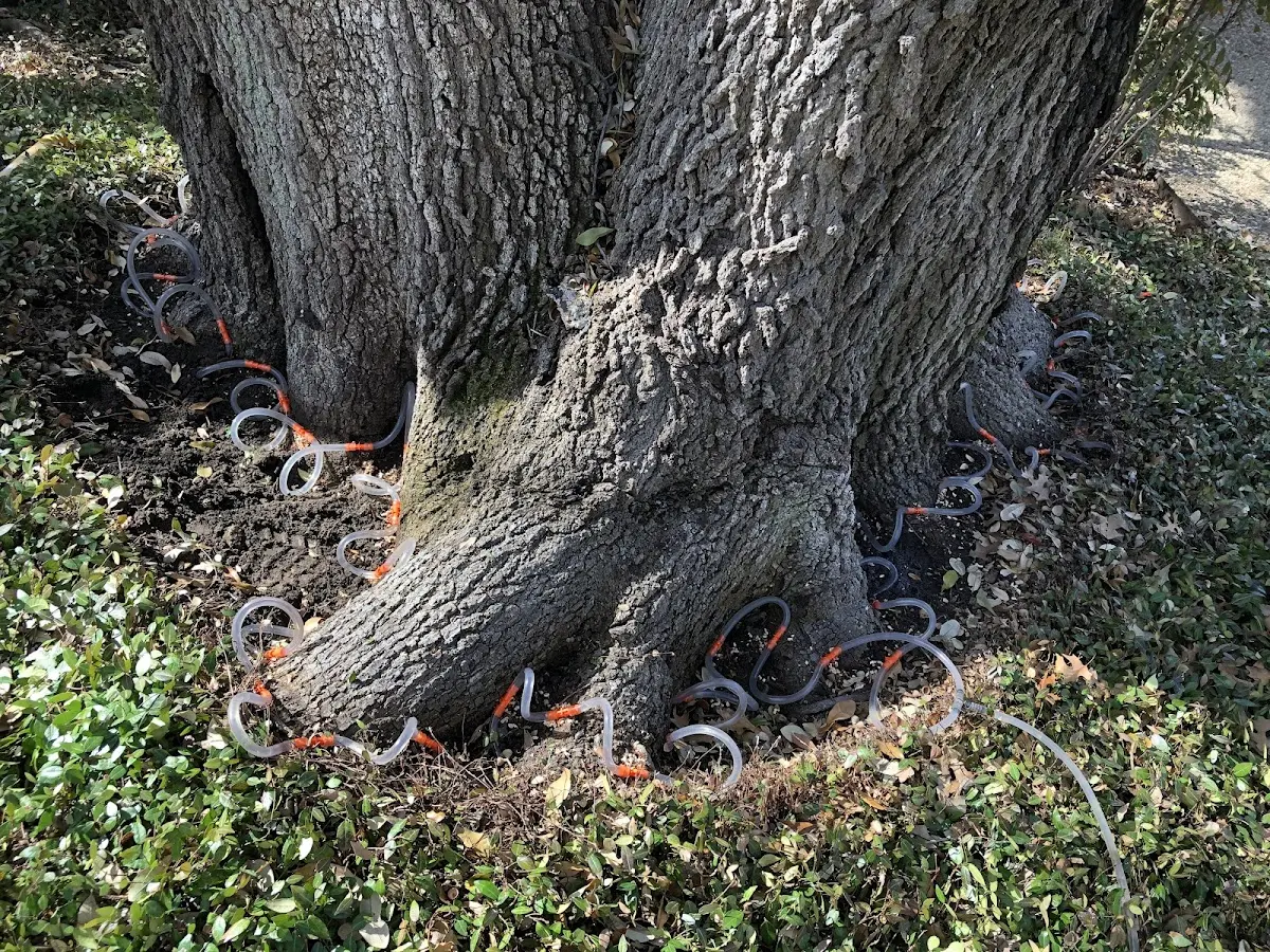 Detailed Tree Cabling and Bracing job site in Green Road